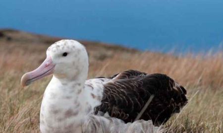 Terres australes et antarctiques françaises: un tiers des espèces en danger