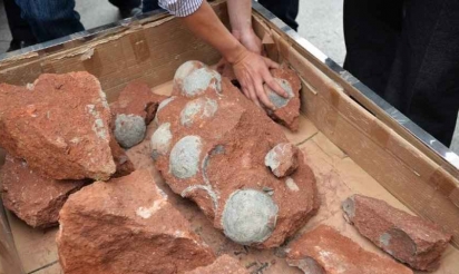 Chine: des dizaines d’oeufs de dinosaures retrouvés sur un chantier