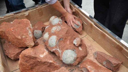 Chine: des dizaines d’oeufs de dinosaures retrouvés sur un chantier
