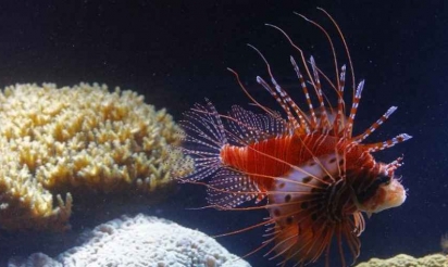 Première rascasse volante, espèce envahissante, découverte au large du Brésil