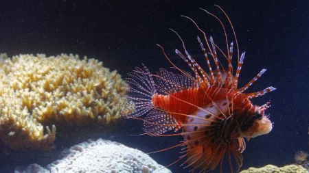 Première rascasse volante, espèce envahissante, découverte au large du Brésil