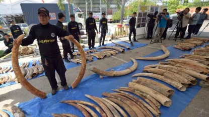 Thaïlande: saisie de plus de 3 tonnes d’ivoire africain