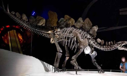 La forme des plaques sur le dos des stégosaures distinguait mâles et femelles