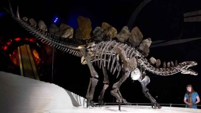 La forme des plaques sur le dos des stégosaures distinguait mâles et femelles