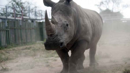 Afrique du Sud: pas de répit dans le massacre des rhinocéros