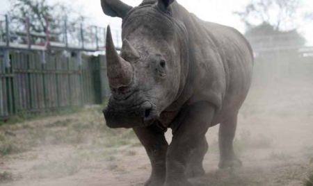 Afrique du Sud: pas de répit dans le massacre des rhinocéros