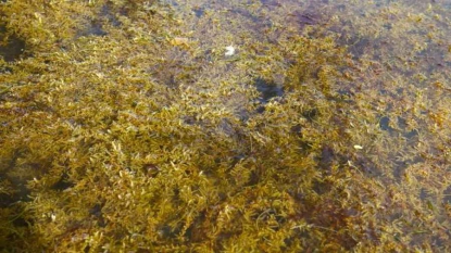 Guadeloupe: mobilisation contre l’invasion des algues sargasses