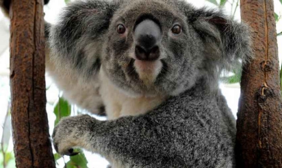 Australie: l’Etat du Queensland va déclarer le koala espèce vulnérable