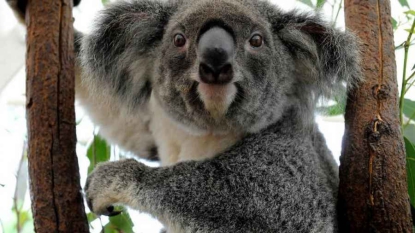 Australie: l’Etat du Queensland va déclarer le koala espèce vulnérable