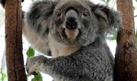 Australie: l’Etat du Queensland va déclarer le koala espèce vulnérable