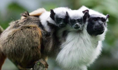 Vol de dix-sept singes protégés au zoo de Beauval dans le Loir-et-Cher
