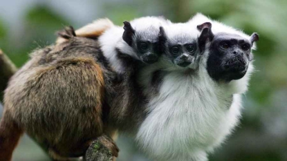 Vol de dix-sept singes protégés au zoo de Beauval dans le Loir-et-Cher