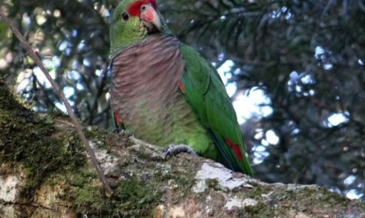 Un perroquet, originaire d’Amérique du sud, menacé de disparition