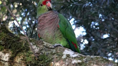 Un perroquet, originaire d’Amérique du sud, menacé de disparition