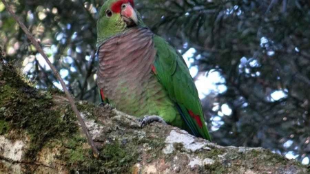 Un perroquet, originaire d’Amérique du sud, menacé de disparition