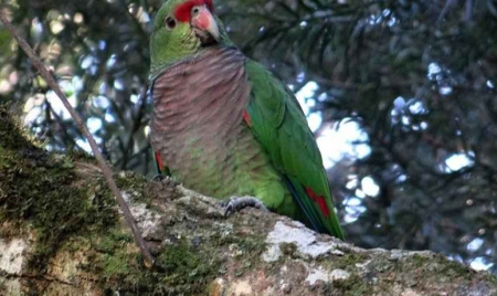 Un perroquet, originaire d’Amérique du sud, menacé de disparition