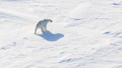 Réchauffement climatique: les dauphins s’invitent au menu des ours polaires