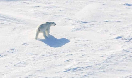 Réchauffement climatique: les dauphins s’invitent au menu des ours polaires