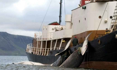 Islande: début de la chasse à la baleine sur fond de protestations