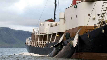 Islande: début de la chasse à la baleine sur fond de protestations