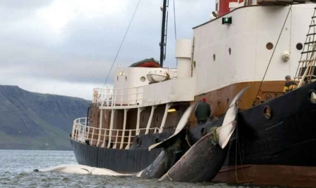 Islande: début de la chasse à la baleine sur fond de protestations