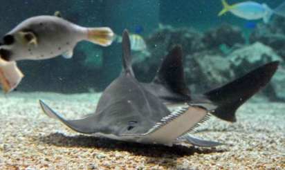 Pour échapper à l’extinction, le poisson-scie se reproduit sans s’accoupler