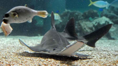 Pour échapper à l’extinction, le poisson-scie se reproduit sans s’accoupler