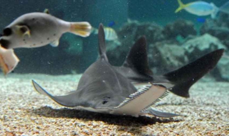 Pour échapper à l’extinction, le poisson-scie se reproduit sans s’accoupler