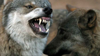 Un adolescent attaqué par des loups