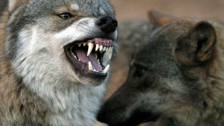 Un adolescent attaqué par des loups