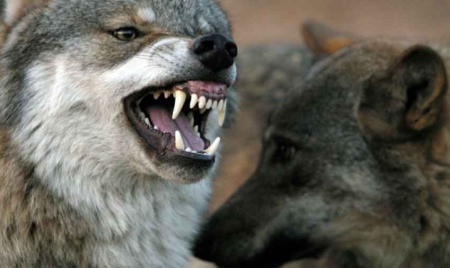 Un adolescent attaqué par des loups