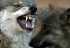 Un adolescent attaqué par des loups