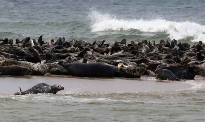 Les phoques à l’aide des scientifiques pour étudier les océans