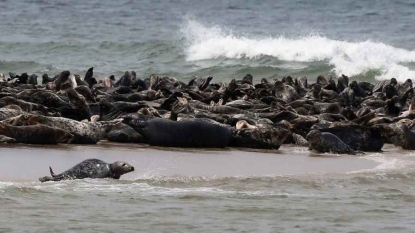 Les phoques à l’aide des scientifiques pour étudier les océans