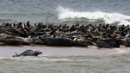 Les phoques à l’aide des scientifiques pour étudier les océans