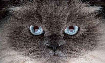 Votre chat peut-il vous rendre bipolaire?