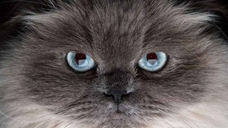 Votre chat peut-il vous rendre bipolaire?