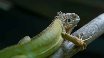 Reptiles et amphibiens: une espèce sur cinq menacée en France