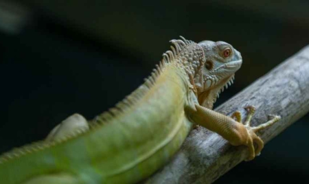 Reptiles et amphibiens: une espèce sur cinq menacée en France
