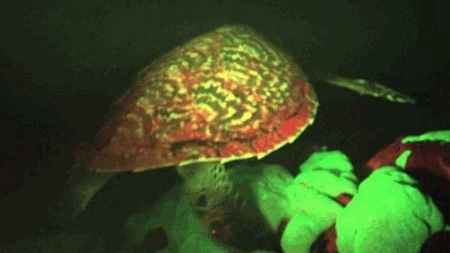 Une tortue fluorescente découverte en Océanie