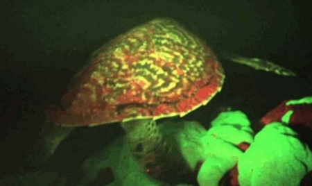 Une tortue fluorescente découverte en Océanie