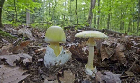 Allemagne : un jeune réfugié syrien meurt après avoir mangé des champignons
