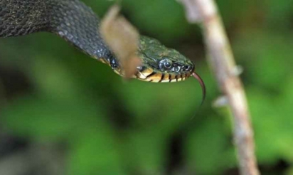 Un serpent “a fait un bébé toute seule”
