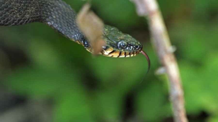 Un serpent “a fait un bébé toute seule”