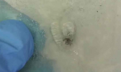 Etats-Unis : des chimistes développent un matériau capable de se reboucher tout seul