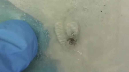 Etats-Unis : des chimistes développent un matériau capable de se reboucher tout seul