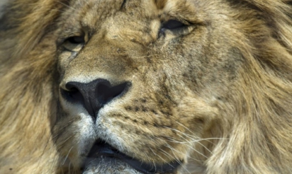La moitié des lions d’Afrique pourrait disparaître d’ici 20 ans