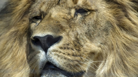 La moitié des lions d’Afrique pourrait disparaître d’ici 20 ans