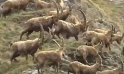 les bouquetins menacés d’abattage massif pour protéger les vaches : Haute-Savoie