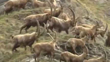 les bouquetins menacés d’abattage massif pour protéger les vaches : Haute-Savoie